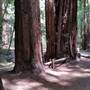 Armstrong Redwoods State Natural Reserve (SNR)