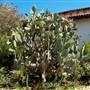 San Juan Bautista State Historic Park (SHP)