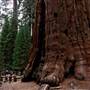 Sequoia and Kings Canyon National Parks & Crystal Cave