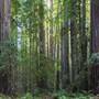 Hendy Woods State Park (SP)