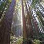 Henry Cowell Redwoods State Park (SP)