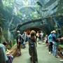 California Academy of Sciences