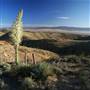 Carrizo Plain National Monument