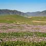 Panoche Hills - BLM