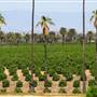 California Citrus State Historic Park (SHP)