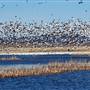 Ash Creek Wildlife Area - California Department of Fish & Wildlife (CDFW)