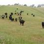 Dorrance Ranch