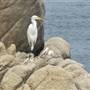 Pacific Grove