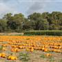 Salinas Valley