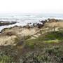 Asilomar State Beach and Conference Grounds