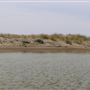 MacKerricher State Park (SP) - Inglenook Ten Mile Preserve - northern stretch - aka Ten Mile Dunes