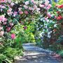 Mendocino Coast Botanical Gardens