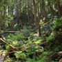 Russian Gulch State Park (SP) / Russian Gulch Bridge - Highway 1