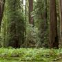 Montgomery Woods State Natural Reserve (SNR)