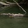 Philo Greenwood Road Bridge