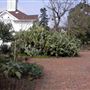 Luther Burbank Home & Gardens