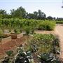 Olivet Grange Vineyard