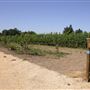 Olivet Grange Vineyard