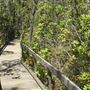Van Damme State Park (SP) / Beach / Pygmy Forest / Fern Canyon Trail / Spring Ranch Trail