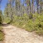 Van Damme State Park (SP) / Beach / Pygmy Forest / Fern Canyon Trail / Spring Ranch Trail