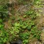 Little River Blowhole Trail