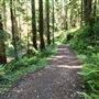 Van Damme State Park (SP) / Beach / Pygmy Forest / Fern Canyon Trail / Spring Ranch Trail