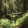 Van Damme State Park (SP) / Beach / Pygmy Forest / Fern Canyon Trail / Spring Ranch Trail