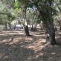 Placerita Canyon State Park (SP) / Placerita Canyon Natural Area / Placerita Nature Center