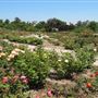South Coast Botanic Garden