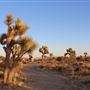 Joshua Tree Garden / Joshuatreezone19