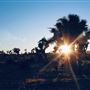 Joshua Tree Garden / Joshuatreezone19