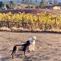 Rancho Deeluxe - Paso Robles - San Luis Obispo County