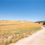 Oreana Winery & Vineyard - Fisco