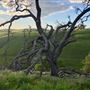 Enney Ranch @ Paso Robles