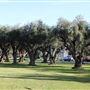 Woodson Park