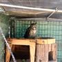 West Coast Falconry