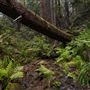 Kruse Rhododendron State National Reserve (SNR)