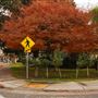 Land Park