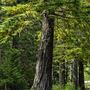 Reynolds Wayside Campground State Park (SP)