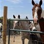 Animal Party Rescue and Sanctuary