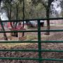 Red Thorne Ranch / The Barn Loft / Mini Petting Zoo