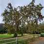 Franklin Canyon Park - Santa Monica Mountains Conservancy - SMMC