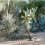 Moorten Botanical Garden