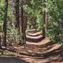 Idyllwild Nature Center - Forest