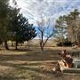 Pearblossom Picture Ranch
