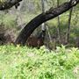 Stone Meadows Ranch