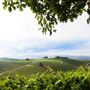 Kunde Family Winery