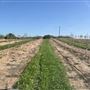 Olive Ranch