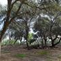 Olive Ranch