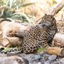 The Living Desert Zoo and Botanical Gardens